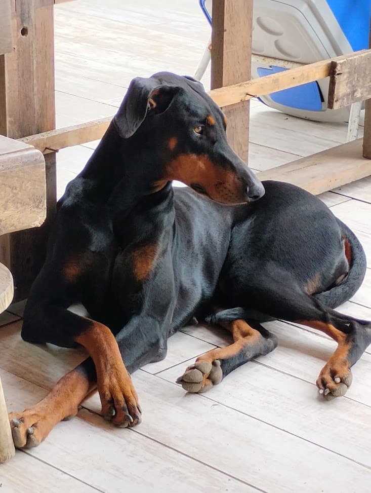Foto Dobermann