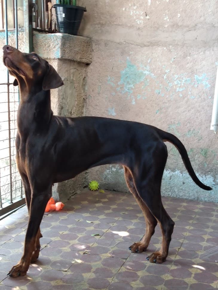 Foto Dobermann