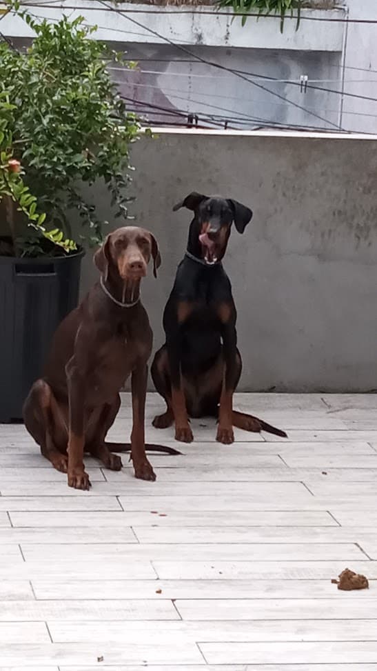 Foto Dobermann